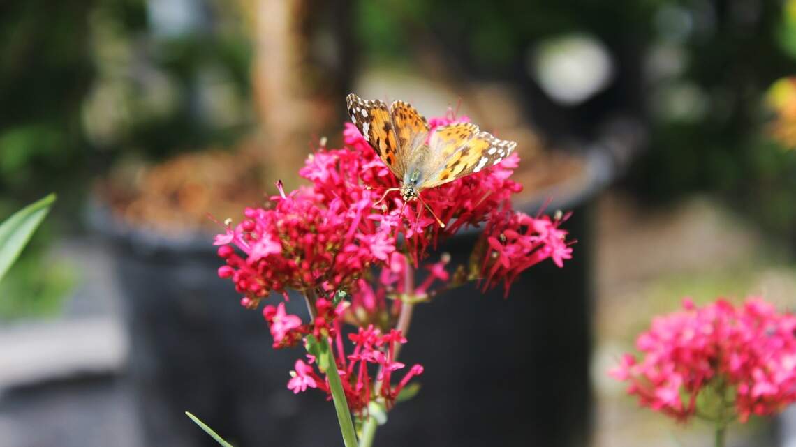 Hundreds of butterflies flitted through Boise this weekend. Where are they headed?