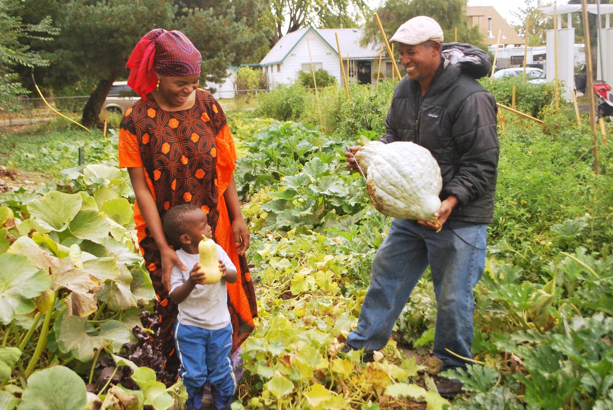 Safiya Abdi and Mamo Elias pick squash with their son at a Global Gardens site in 2019.