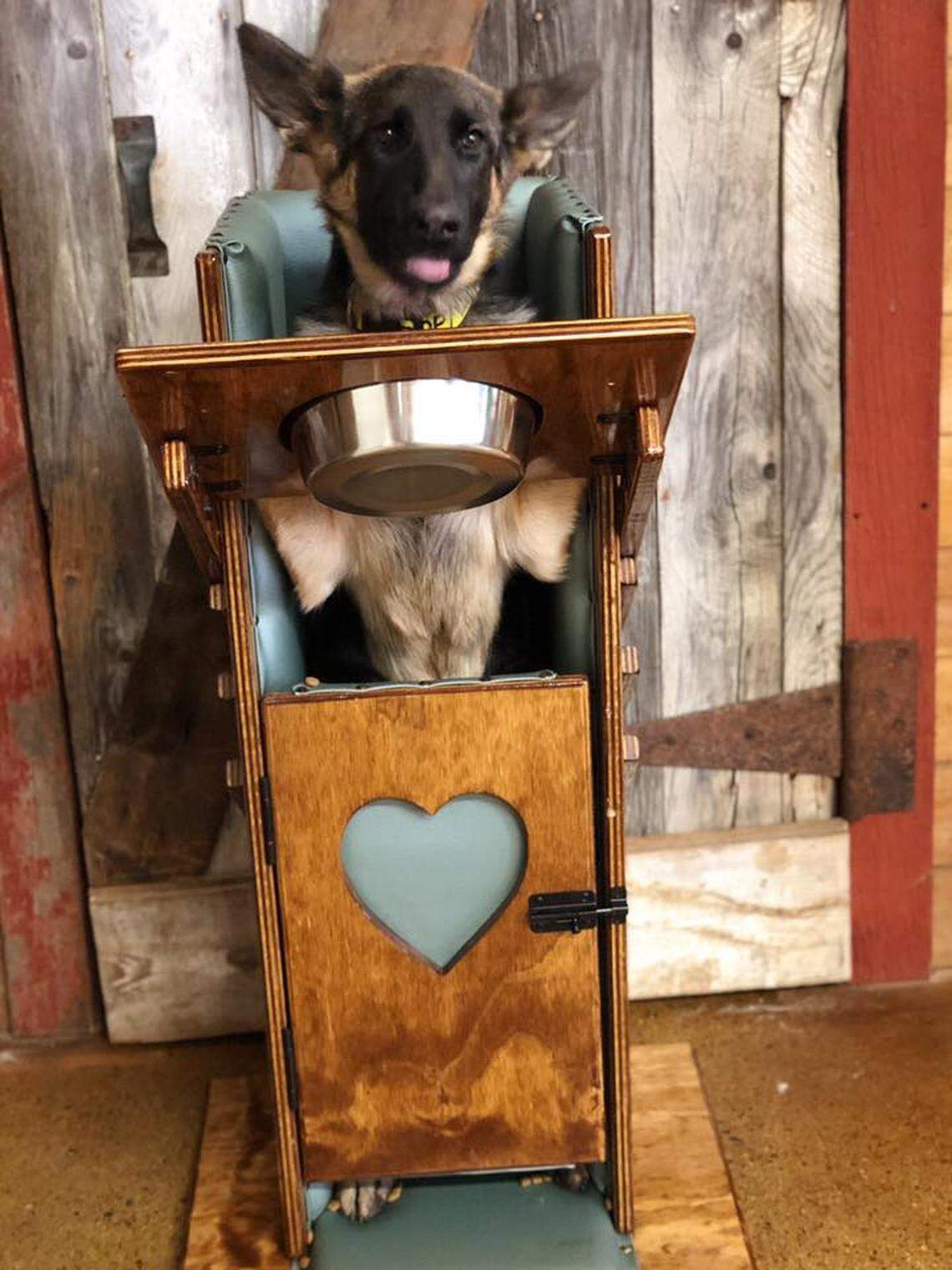 German shepherd Daphne has a condition called megaesophagus that requires her to eat sitting upright in a special highchair known as a Bailey chair. She’s an Idaho puppy who will play in Animal Planet’s Puppy Bowl.