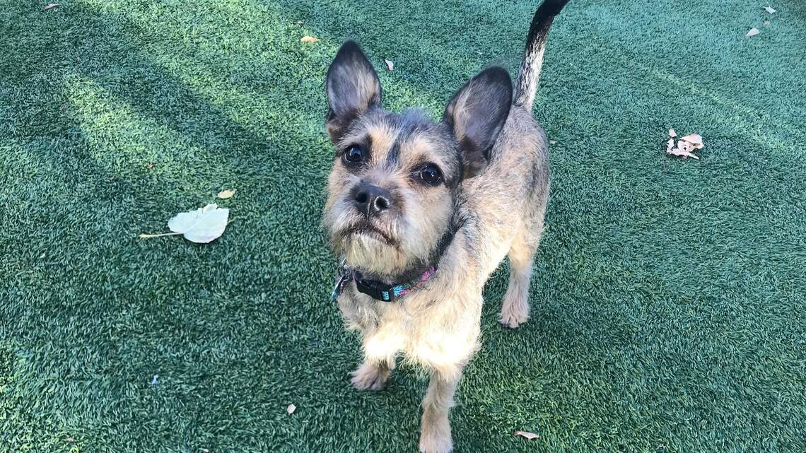 Meridian Pet of the Week: Elinor
