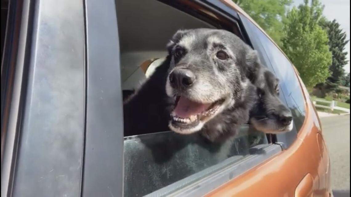 Mario and Jack took one last ride to their new home in Emmett on Wednesday night.
