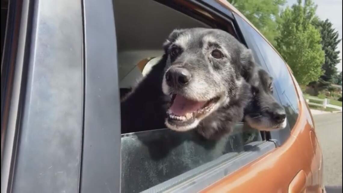 Update: Elderly bonded Boise dogs Mario and Jack finally have new home