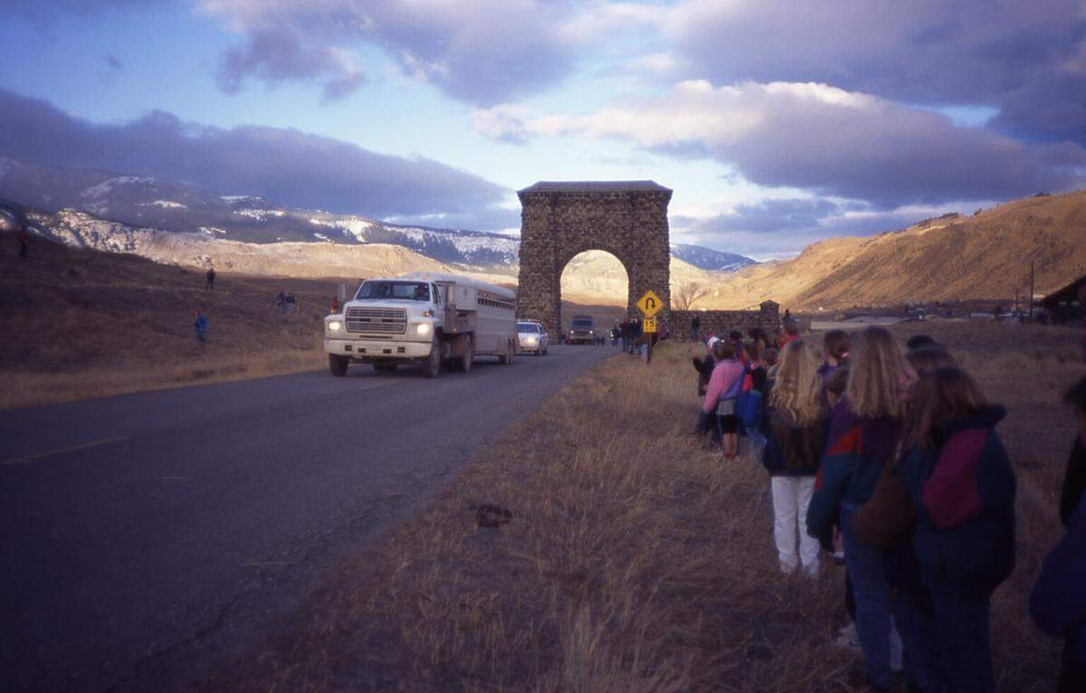A group of schoolchildren watches a truck carrying wolves for reintroduction pass through the Roosevelt Arch near the North Entrance of Yellowstone National Park in January 1995.