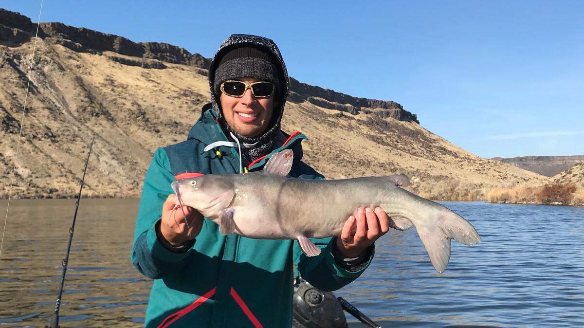 Big channel catfish are among a half-dozen species you might catch at C.J. Strike Reservoir this time of year. Anglers also fish C.J. for perch, crappie, trout, sturgeon and bass.
