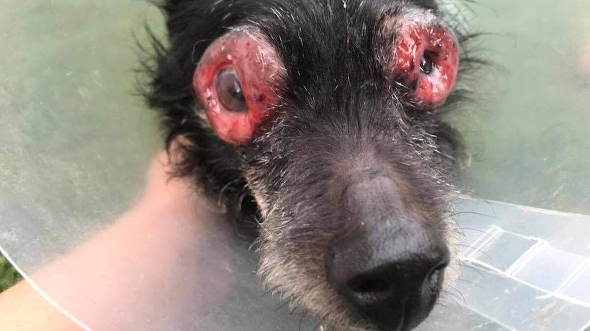 Here's Twizzler after he was cleaned up and treated by local veterinarians. They are still trying to determine the cause of the inflammation around his eyes.