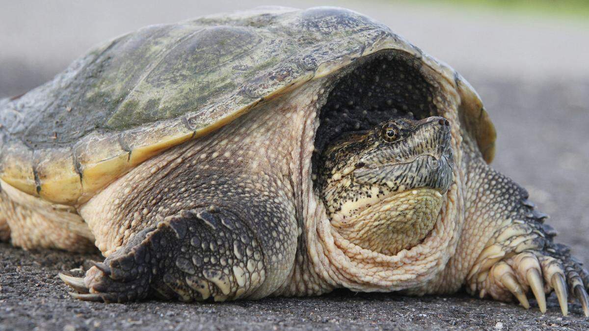 An Idaho junior high teacher sparked uproar when he fed a puppy to a snapping turtle after class in March. (Michael Pearce/Wichita Eagle/TNS)
