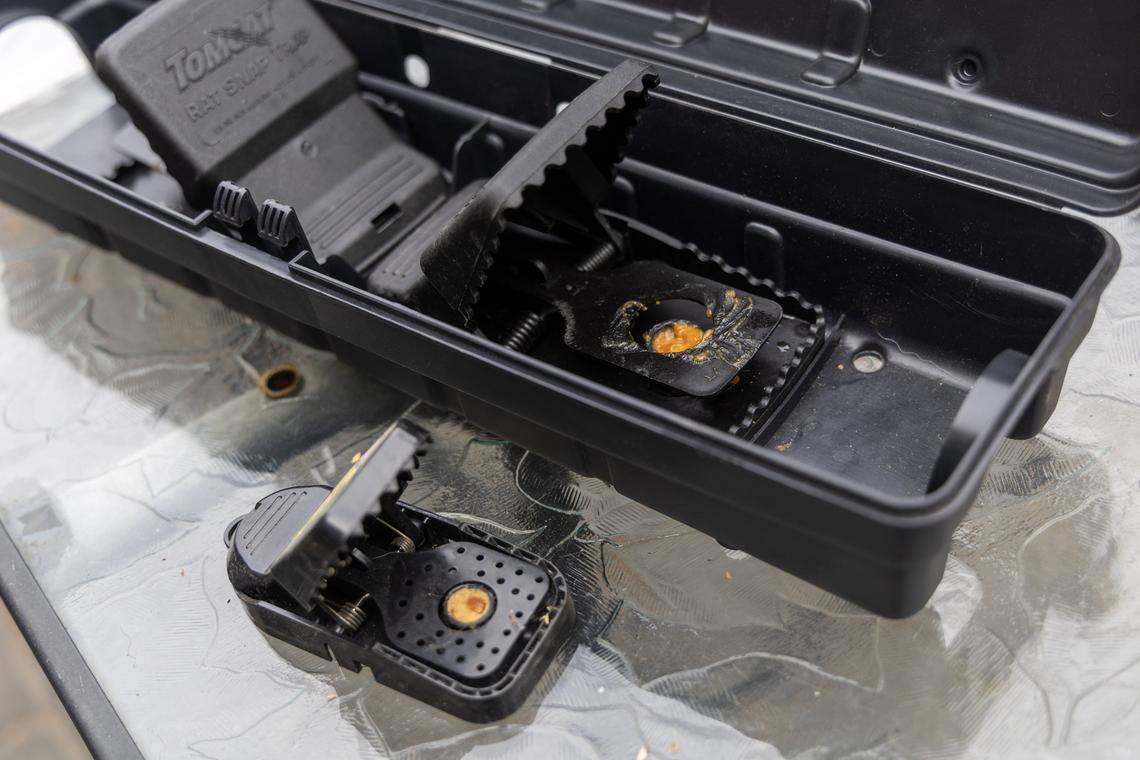 A small mouse trap (bottom) compared to a large rat trap.