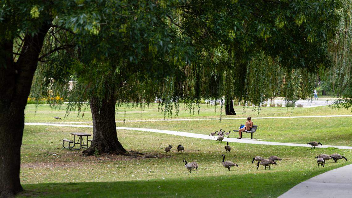 Geese peck the ground around a woman on a bench at Julia Davis Park, Wednesday, Aug. 2, 2023.