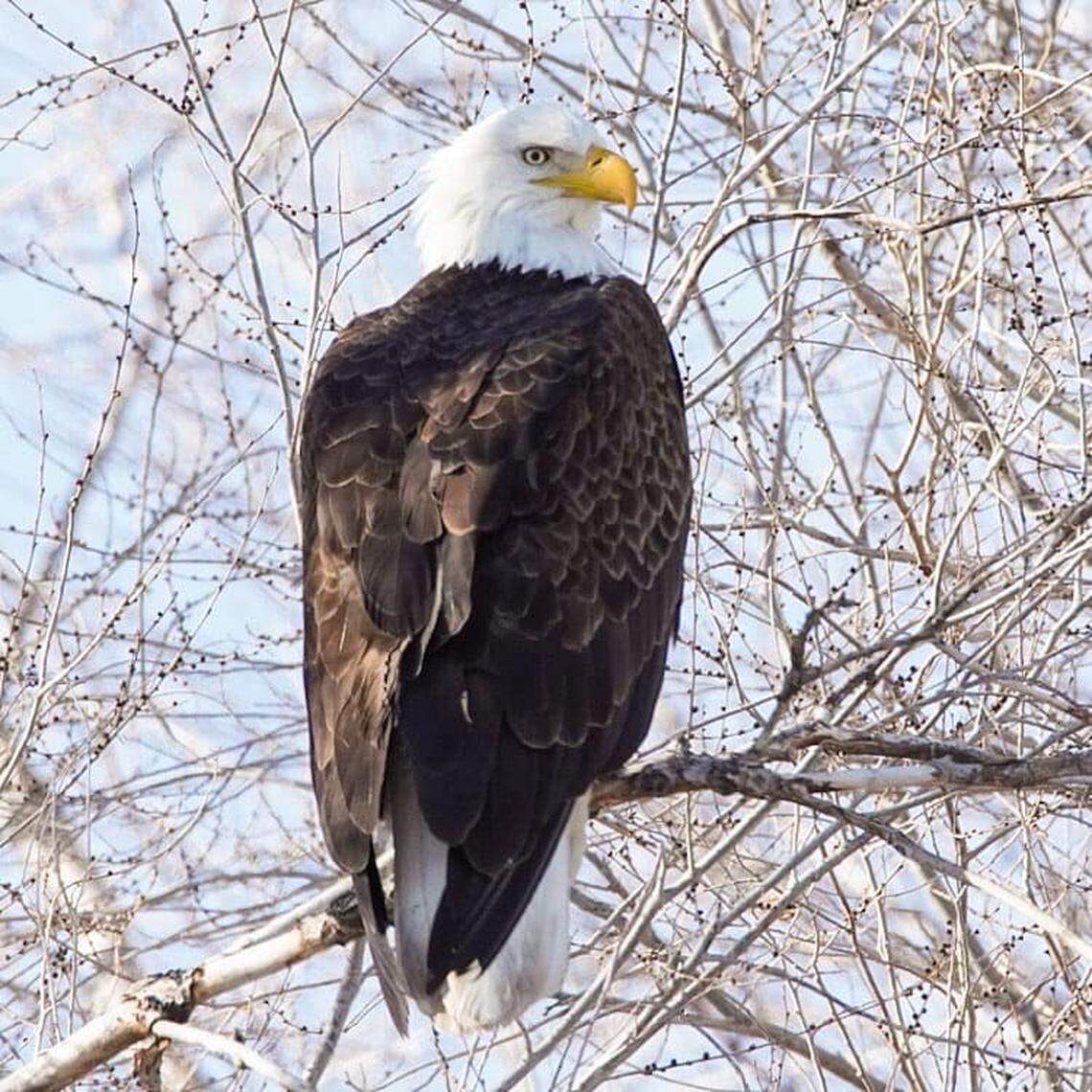 A bald eagle roosts in a tree on the Azevedo family’s property in Wendell on Dec. 31, 2020. The trees around their home have become a favorite roosting spot for as many as 250 bald eagles.