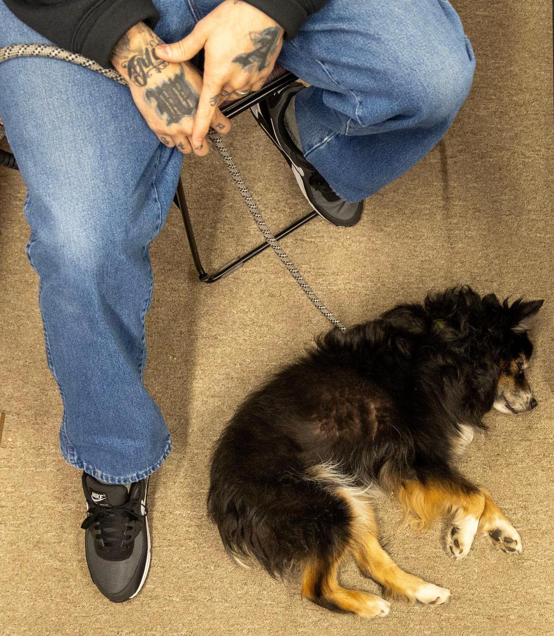 Theo takes an opportunity to take a quick nap while sitting with his handler Johnny Valenciano in a classroom at South Idaho Correctional Institution. Valenciano helps the Idaho Humane Society and dogs like Theo get back to full health while serving time in prison.