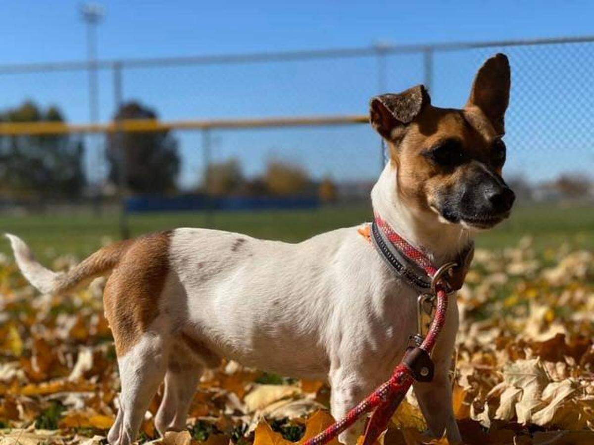 Charlie the dog is available for adoption through Meridian Canine Rescue. 