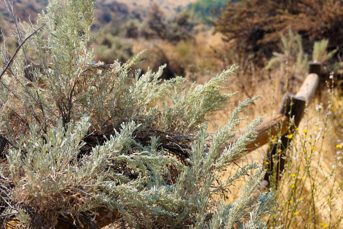 Idaho is home to several varieties of sage. The sage here is part of the desert landscaping at the Foothills Learning Center in Boise.