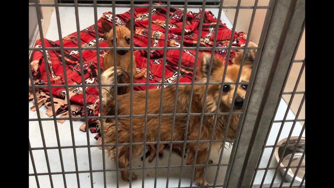 Thirty-three chihuahuas and one chocolate lab were removed from a home on Friday.