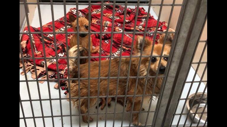 33 Chihuahuas, 1 chocolate lab surrendered to Idaho shelter after owner asks for help