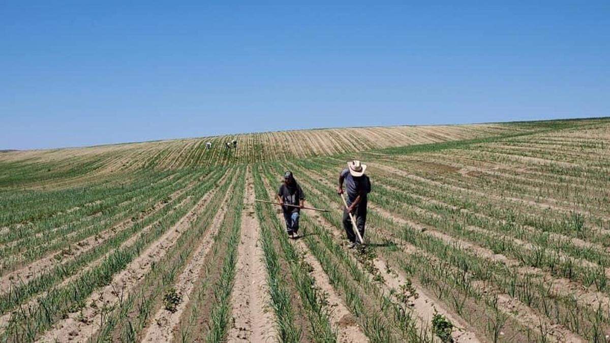 Farmers in Idaho rely heavily on H-2A farm workers, who are brought over from their counties of origin and housed by their employer. The program is seasonal and workers begin coming to Idaho in March.