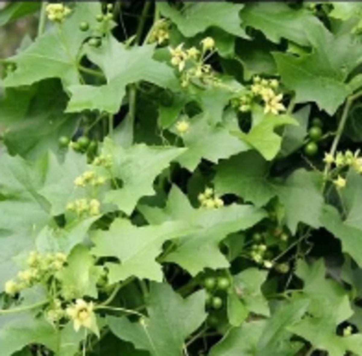 White bryony is an invasive vine that is poisonous to humans and livestock.