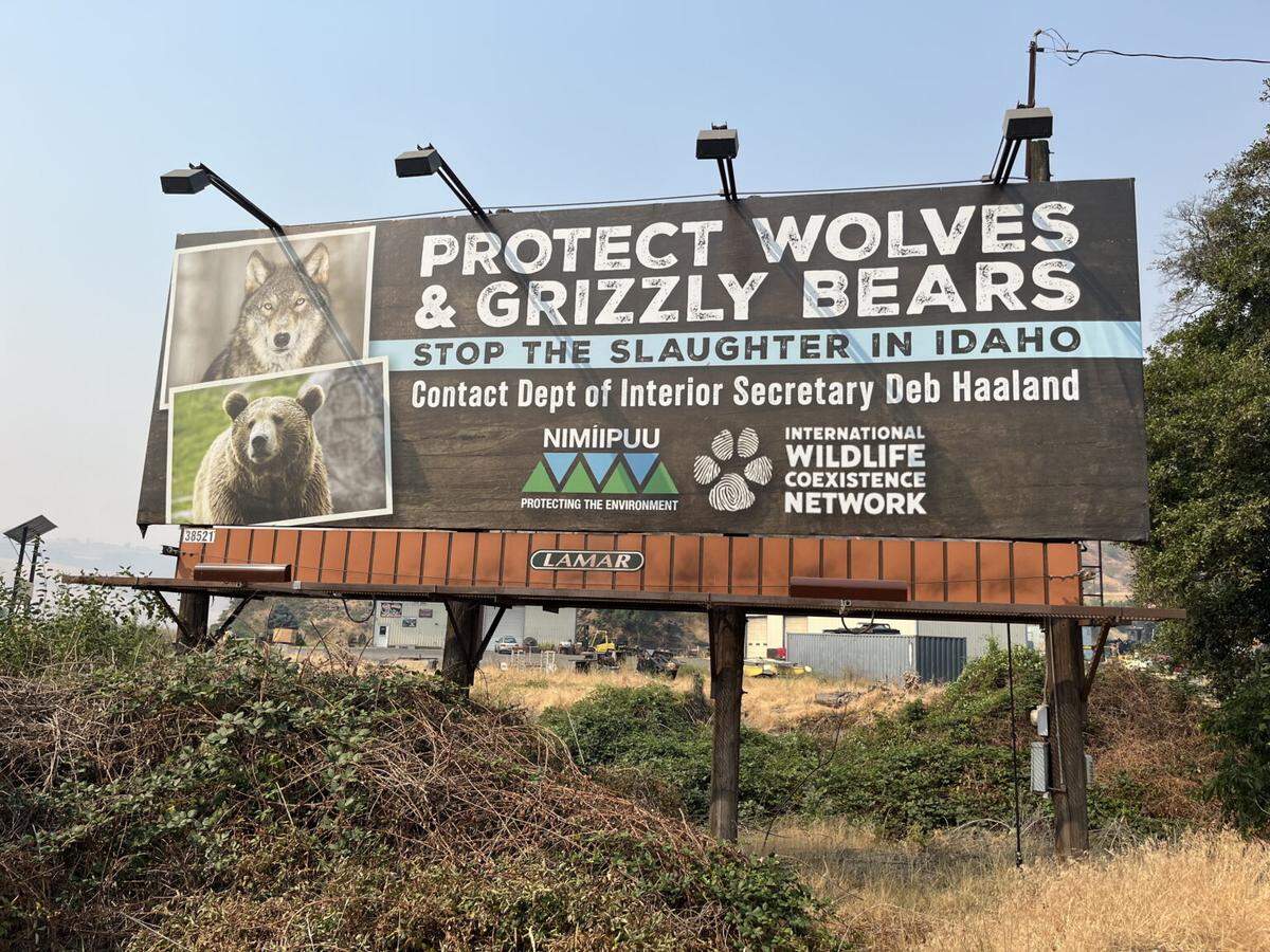 A billboard near the Nez Perce Reservation in Lapwai, Idaho, encourages people to protect wolves and grizzly bears.