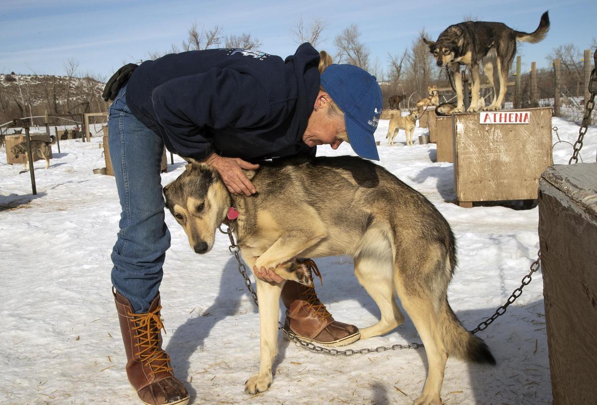 Keeping sled dogs healthy is a big part of a musher’s job. Laurie Warren, 55, makes her kennel rounds to massage muscles, check paws, and administer vitamins to Alaskan huskies bred to race.