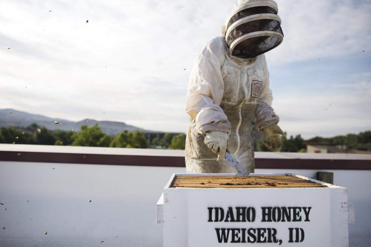 Patti Matthews, a co-owner of Matthews Family Farms, works with a hive of bees on the roof of Whole Foods Market’s Downtown Boise store.