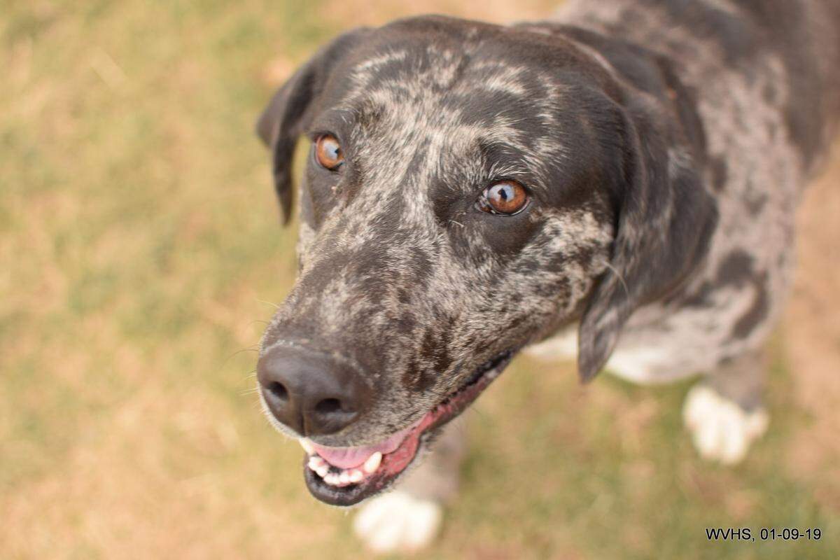 Piper is available for adoption at the West Valley Humane Society.