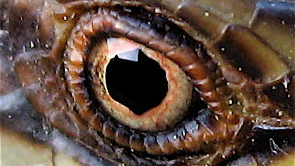 Beware, Idaho, if anyone from Washington or Montana starts eyeballing you like this.
