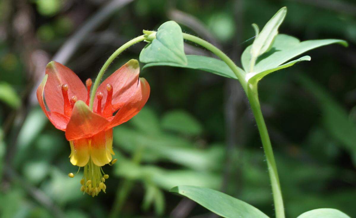Red columbine is one of the wildflowers you can find on the Perjue Canyon trail.