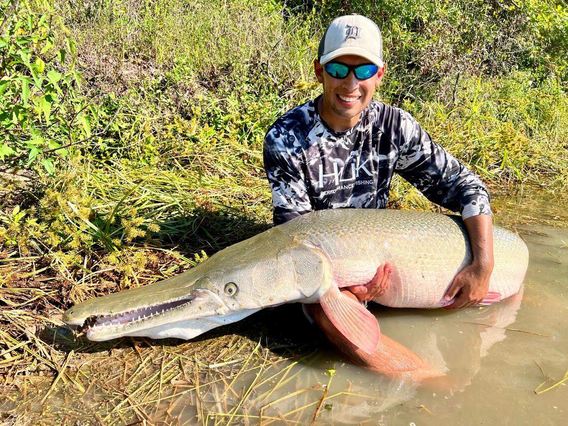 Alligator gar are the apex predator fish of the southern United States – and the second-largest freshwater fish in North America, reaching lengths of up to eight feet! 