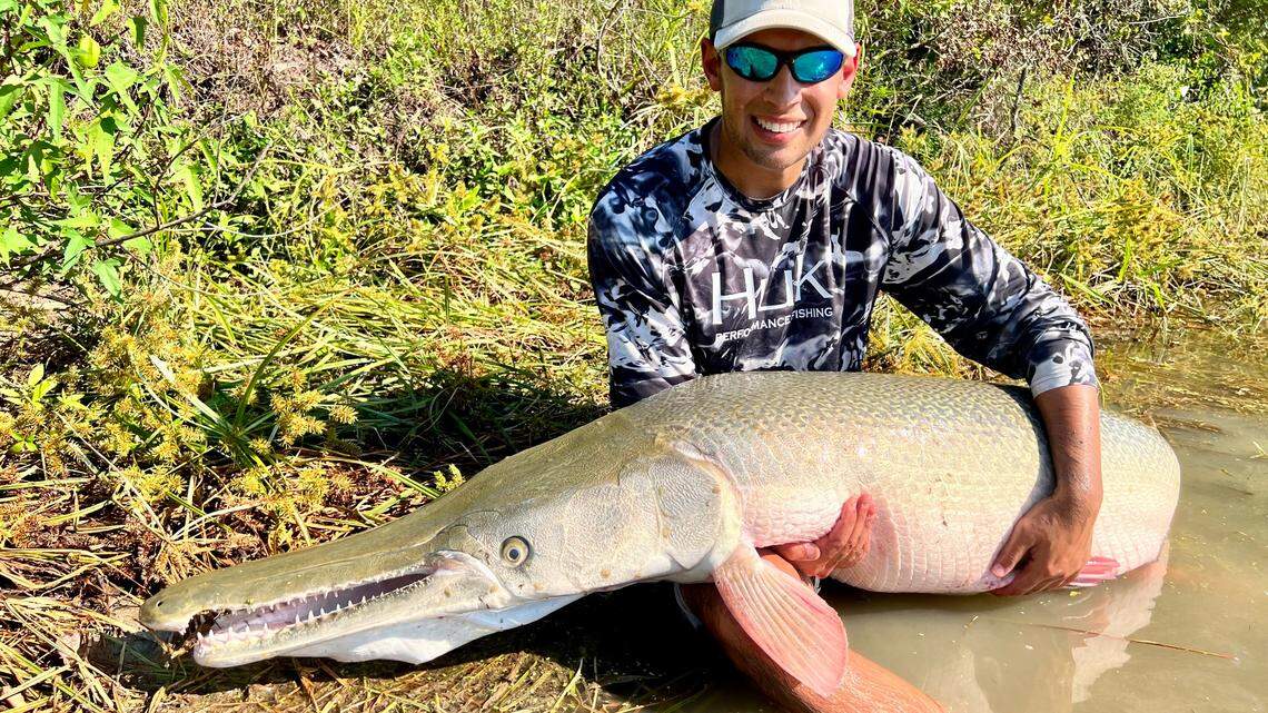 Alligator gar are the apex predator fish of the southern United States – and the second-largest freshwater fish in North America, reaching lengths of up to eight feet! 