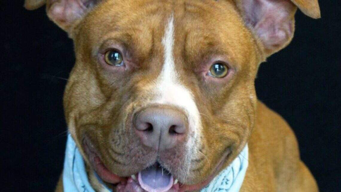 Ada County Pet of the Week: Denzel