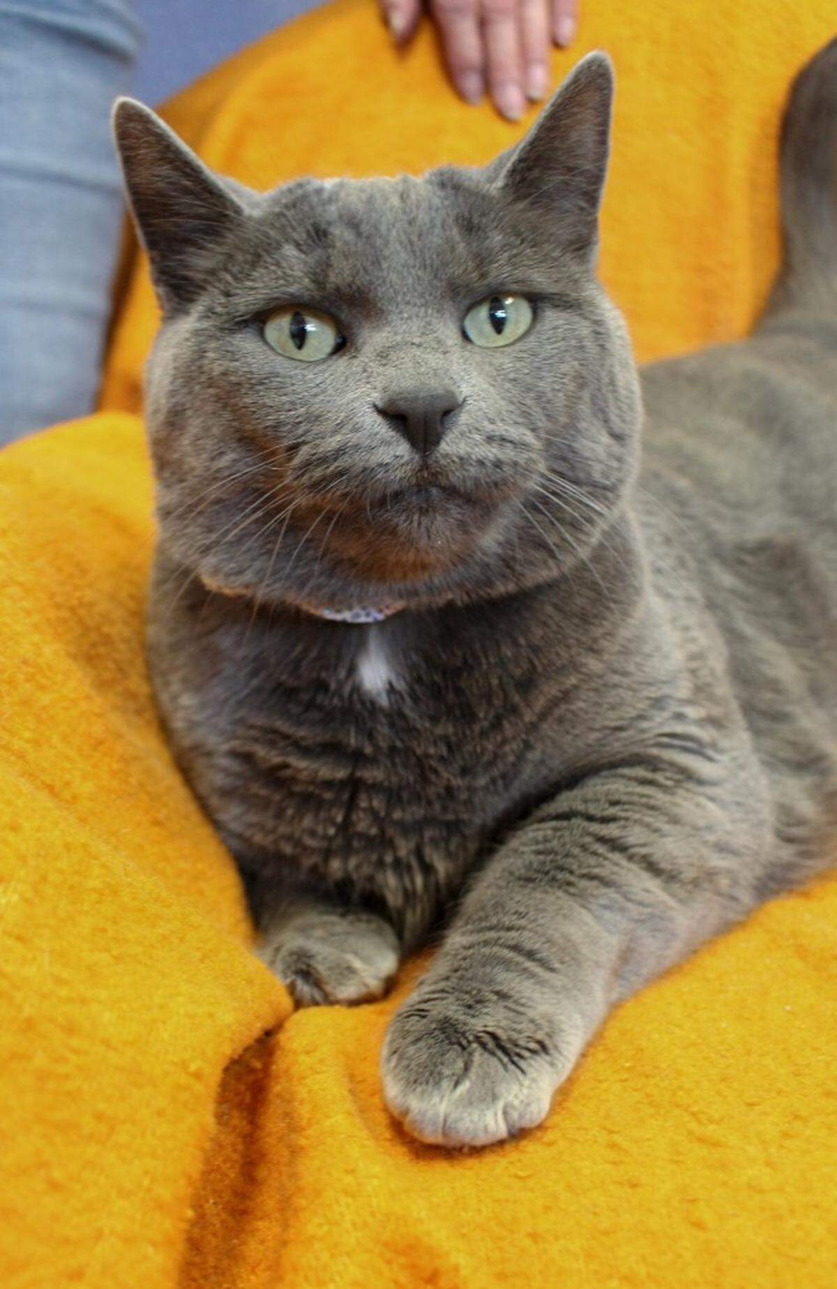 Greycie the cat is available for adoption at the Idaho Humane Society.