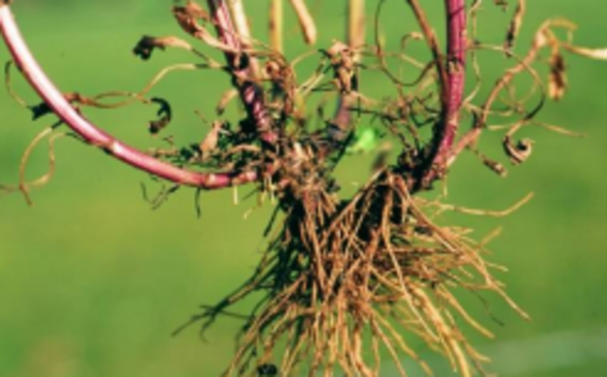 The roots of oxeye daisy plants can have a red hue.