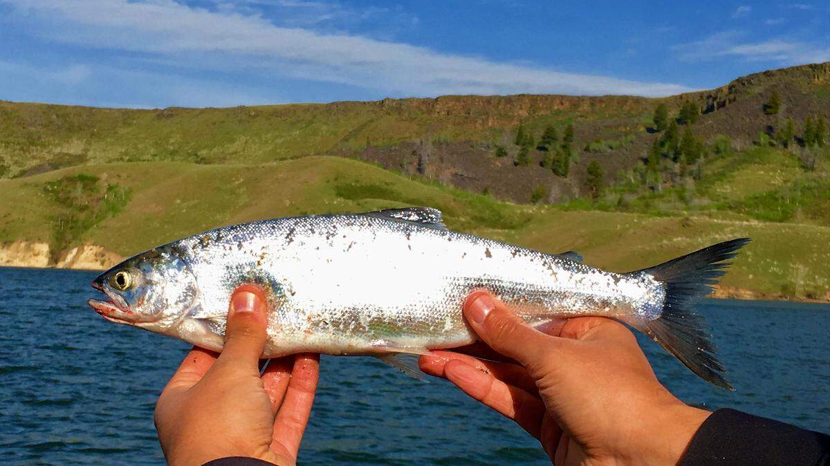 Kokanee salmon are the primary target for anglers at Anderson Ranch Reservoir northeast of Mountain Home.