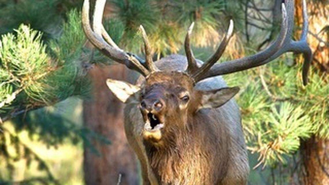 3 elk shot, left to waste south of Tri-Cities off Hwy 395, reports Oregon State Police