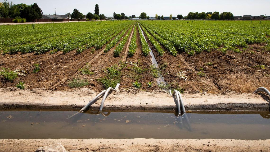 Irrigation water is siphoned into a field.