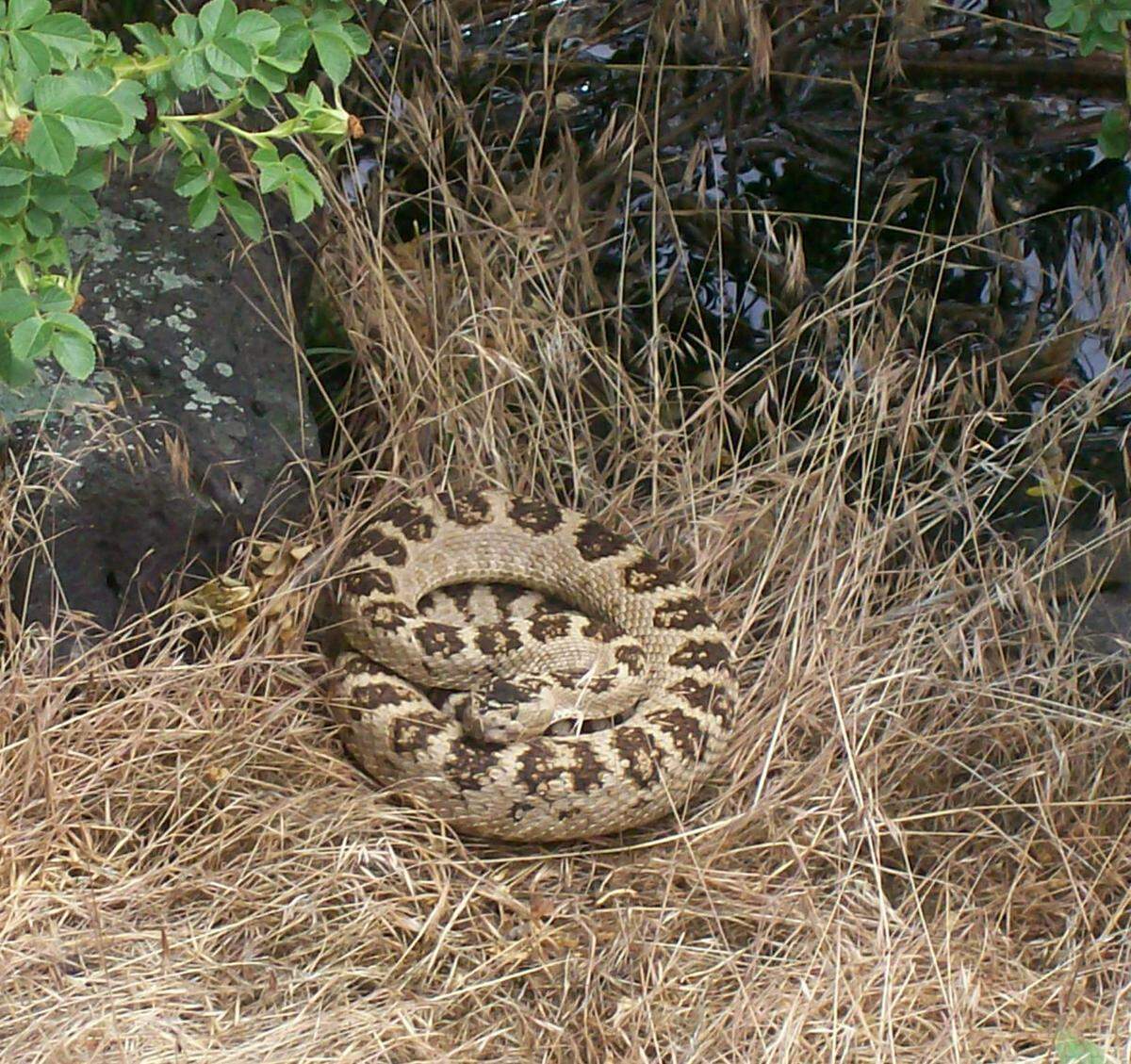 Prairie Rattlesnake 2.JPG