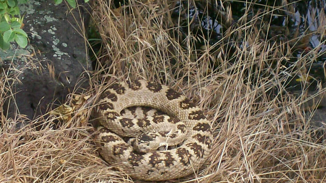 Off to hike in Idaho? Here’s how to prepare for rattlesnakes before you go