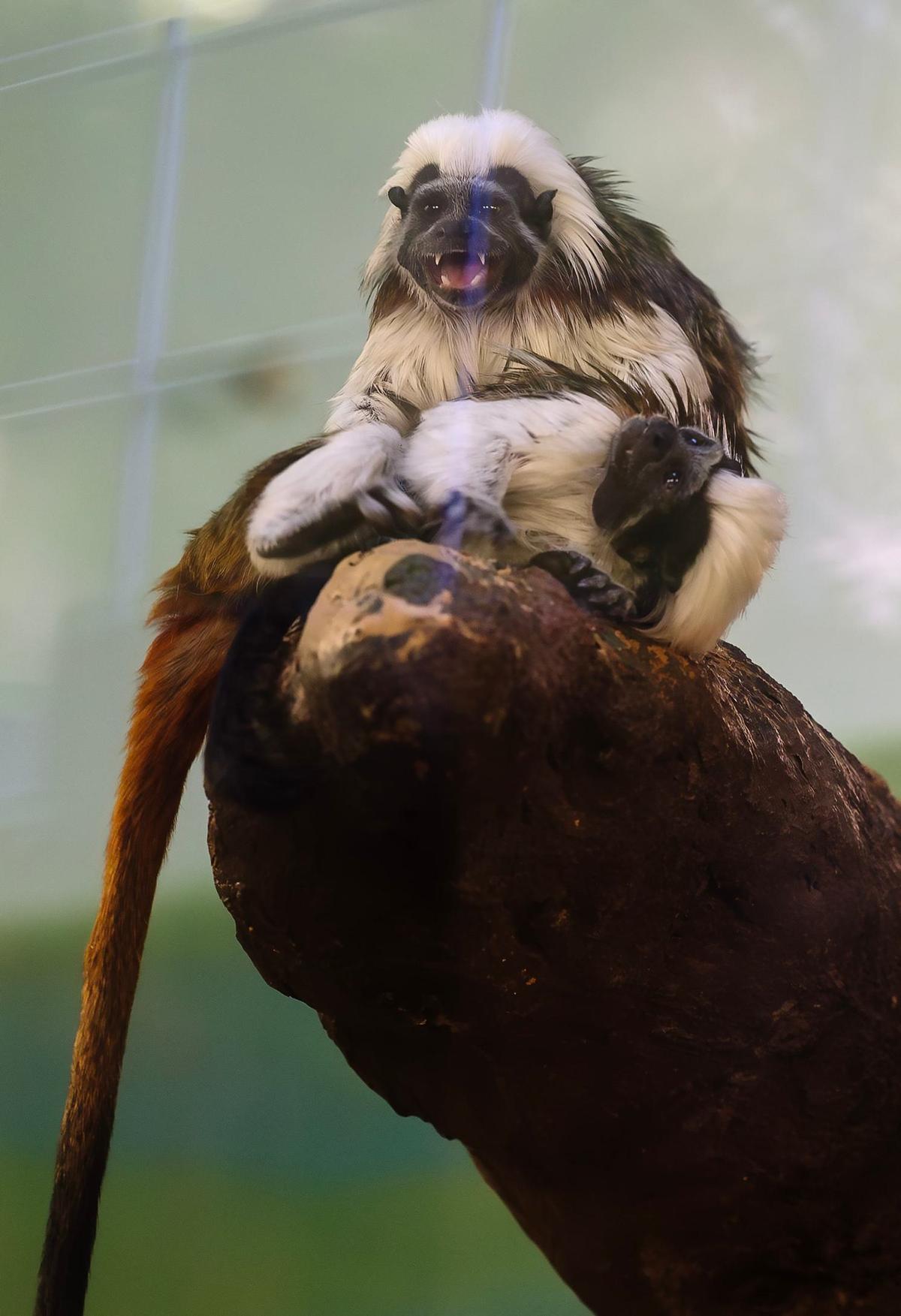 Cotton-top tamarins are pictured at Zoo Boise, Friday, June 21, 2024. The small primates are part of a species protection plan that monitors their populations and works with other zoos around the country for breeding diversity.
