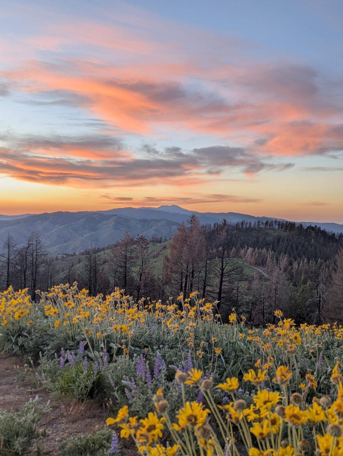 The sunset in the Foothills shows the recovery after the Valley Fire in this June 2025 photo.