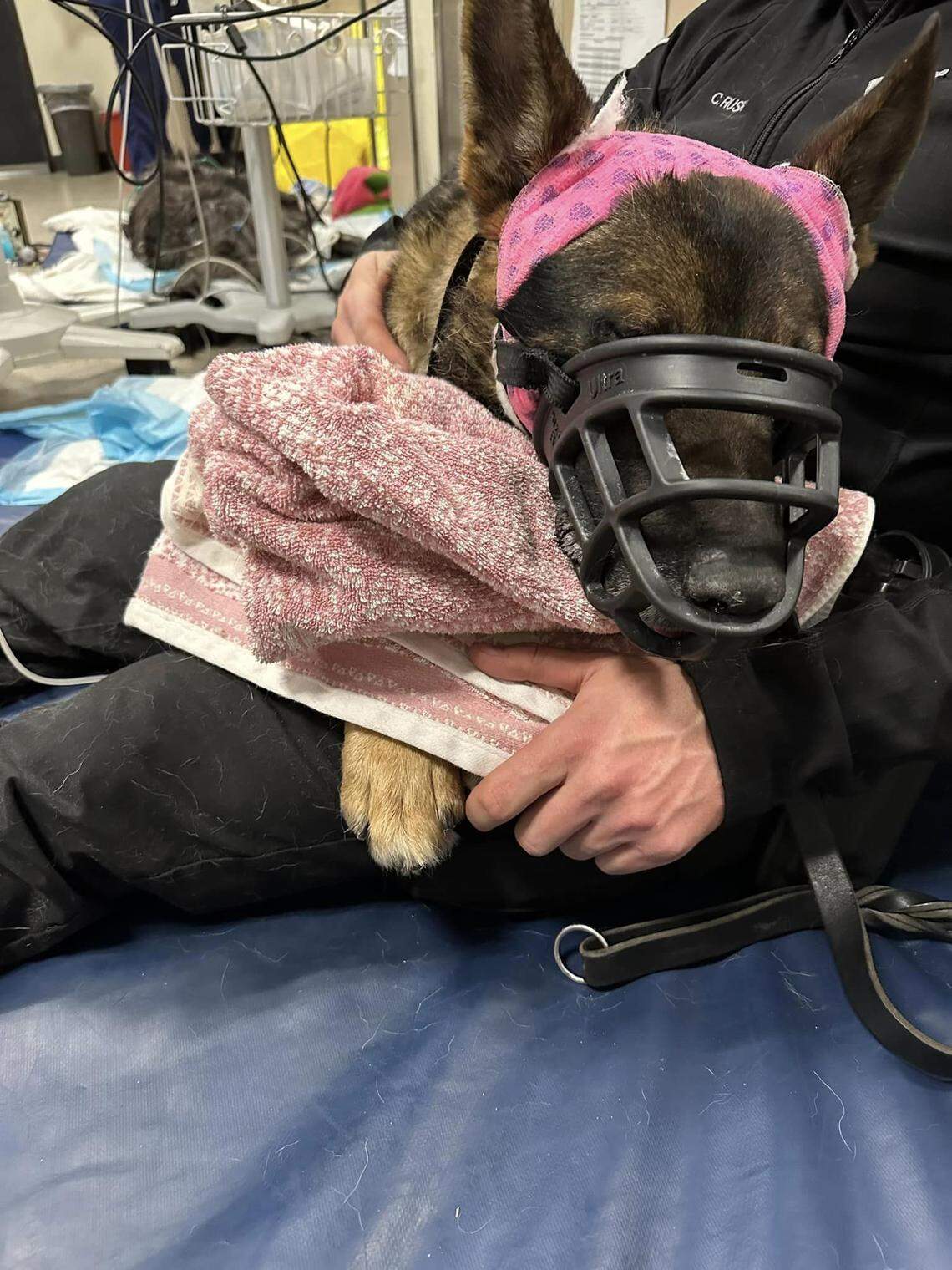 Meko, a Boise Police Department K9, was stabbed during a police shooting Wednesday. He suffered “serious wounds” but is expected to make a full recovery.