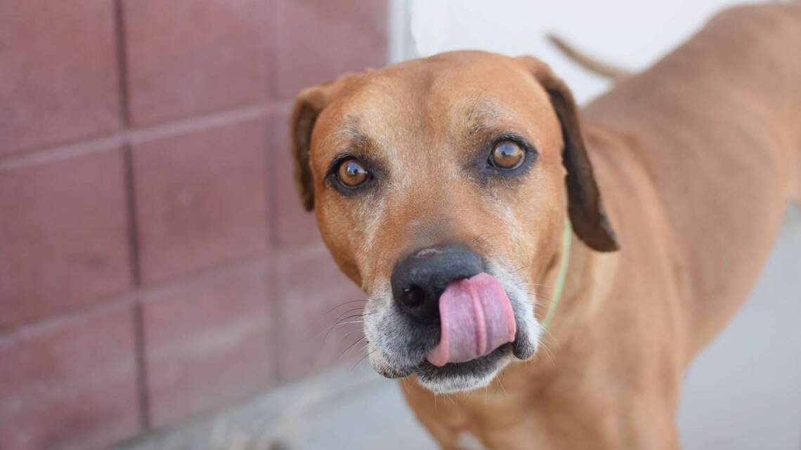 Canyon County Pet of the Week: Bosco