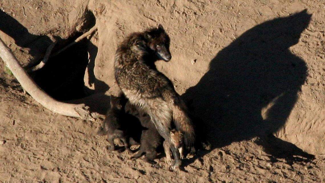 A file photo shows a wolf at Yellowstone National Park nursing pups outside their den. Records from the Idaho Department of Fish and Game showed three pups likely around a month old were shot and killed by a hunter, who then collected reimbursement funds for at least two of them.