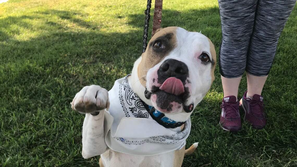 Meridian Pet of the Week: Kratos