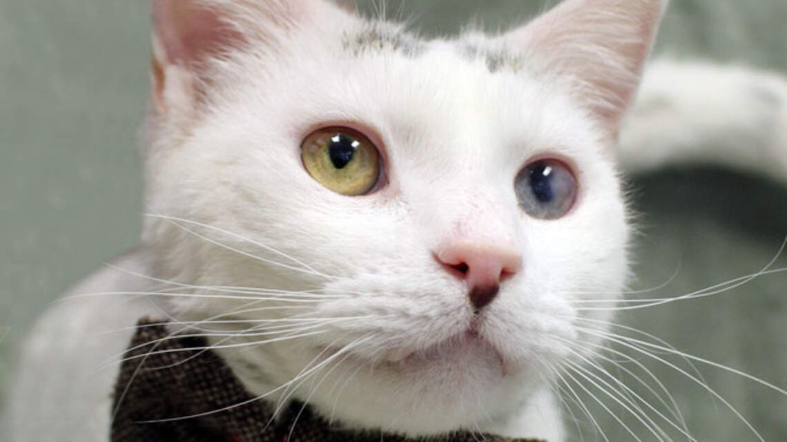 Ada County Pet of the Week: Onyx