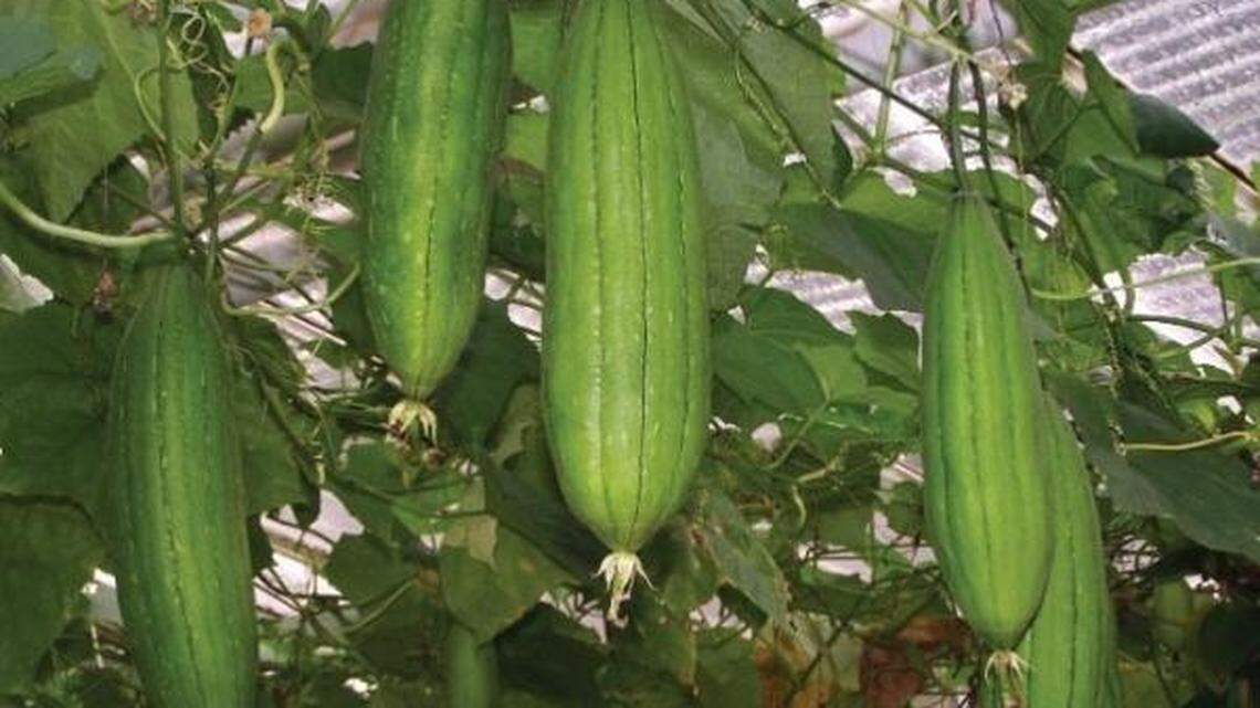 Luffa gourds can be grown to make your own loofah, and also can be eaten when immature.