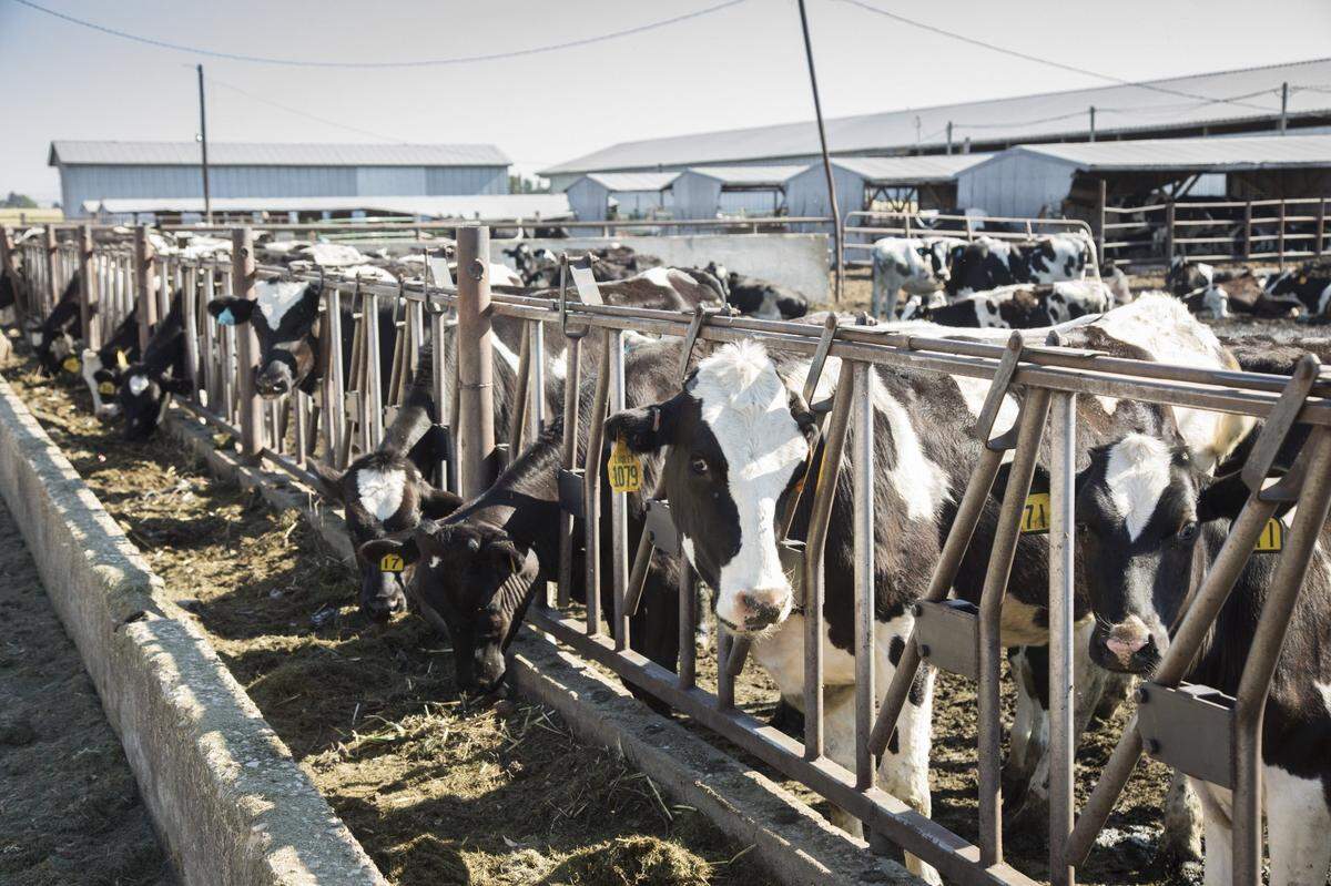 Cows at a Boise-area dairy farm. Idaho’s dairy industry depends heavily on immigrant labor, experts say.