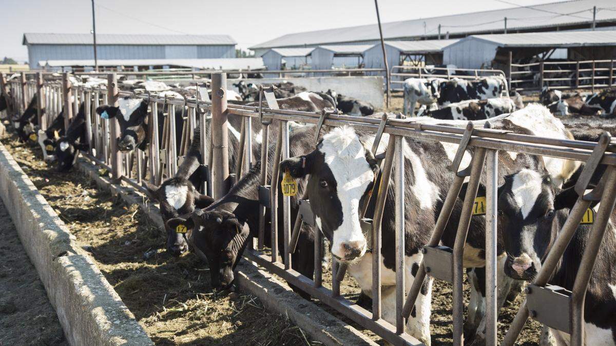 Trump promises to deport undocumented people. What would that mean for Idaho dairy?