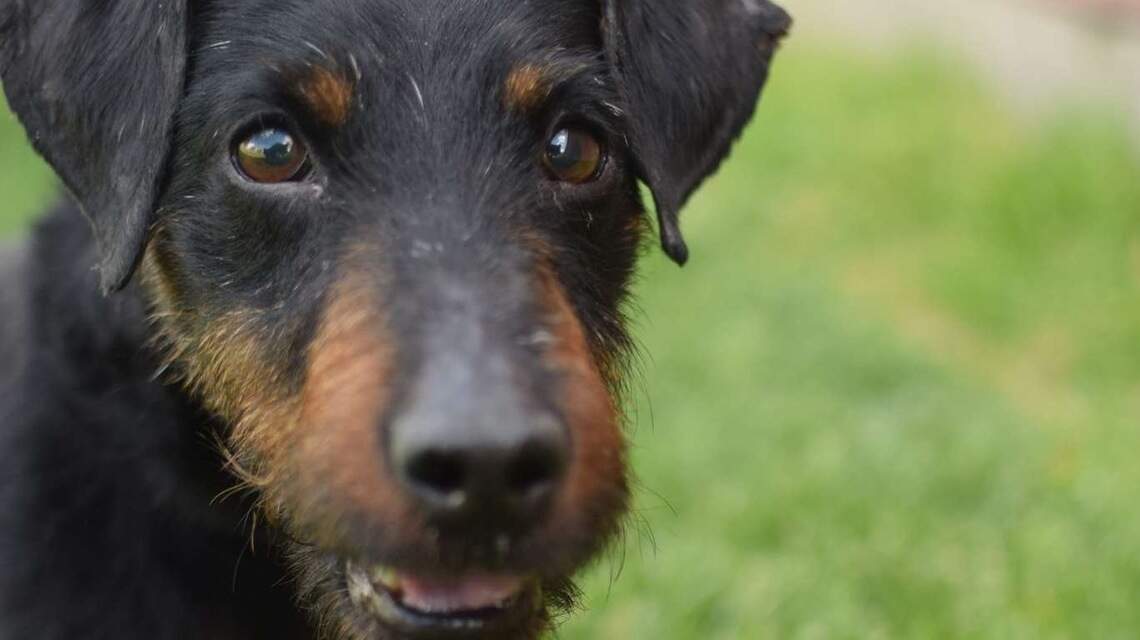 Canyon County Pet of the Week: Luther