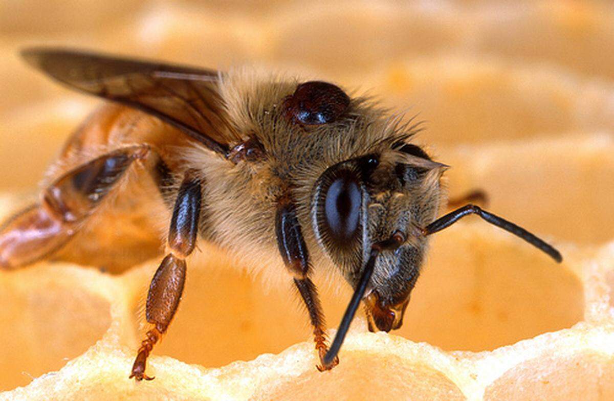 A honeybee and a varroa mite (the black dot on the bee’s back).  Varroa mites suck vital fluids like a tick and can transmit pathogens.  Introduced to the US from Asia in 1987, these mites are one of the biggest threats to honey bees today.