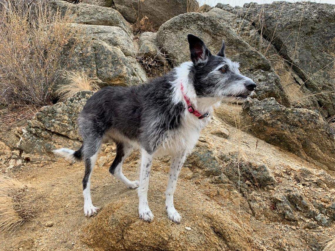 Jade Printz’s border collie-greyhound mix, Josie, was attacked and bitten by a coyote on the Lower Hulls Gulch Trail on Saturday, June 5, 2021. She’s expected to fully recover.