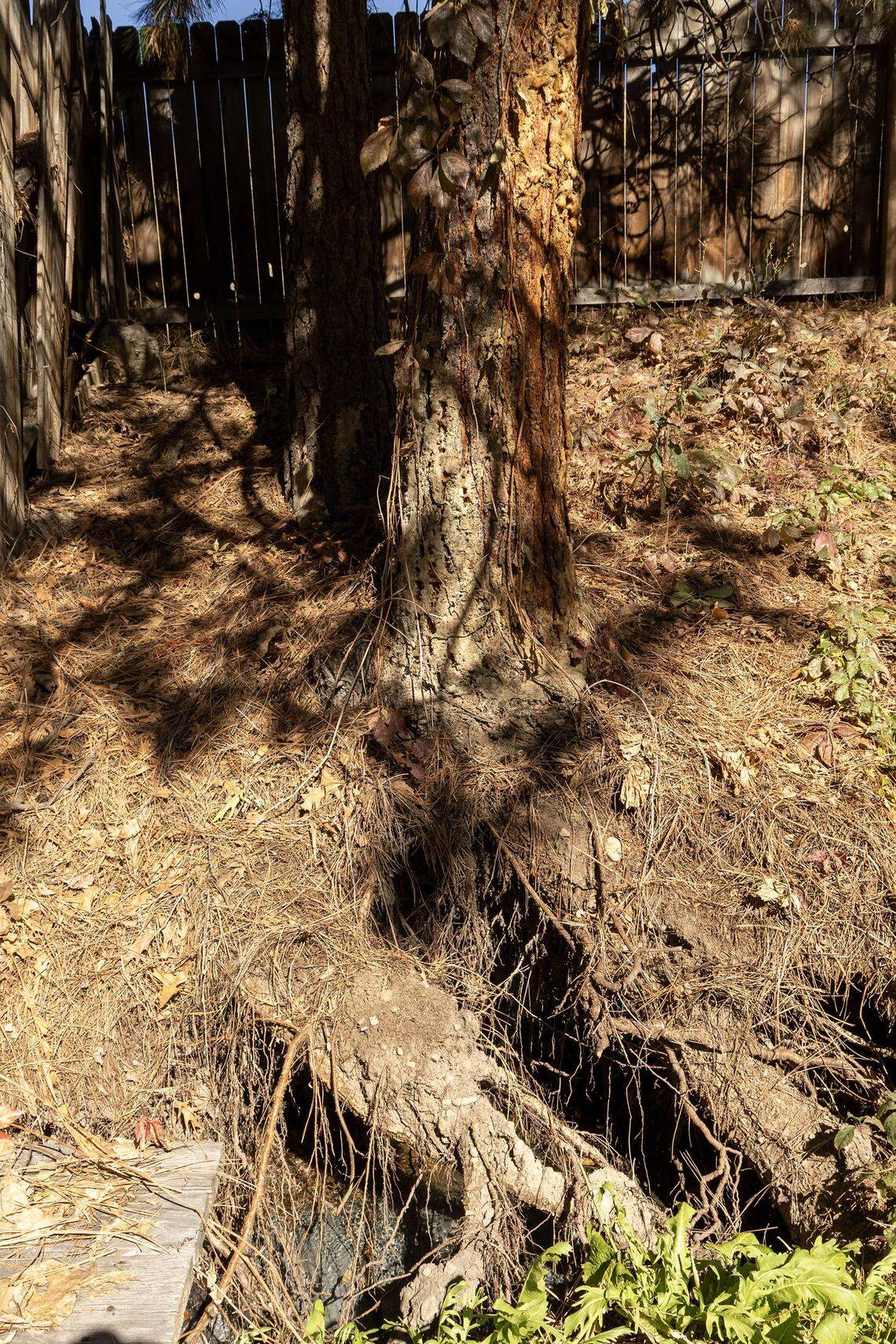 A pine tree growing above a buried 48-inch metal irrigation pipe, and other trees caused enough damage to a rusted, forgotten section of canal near 32nd Street and Hill Road in Boise, to cause flooding in the area after heavy rains.